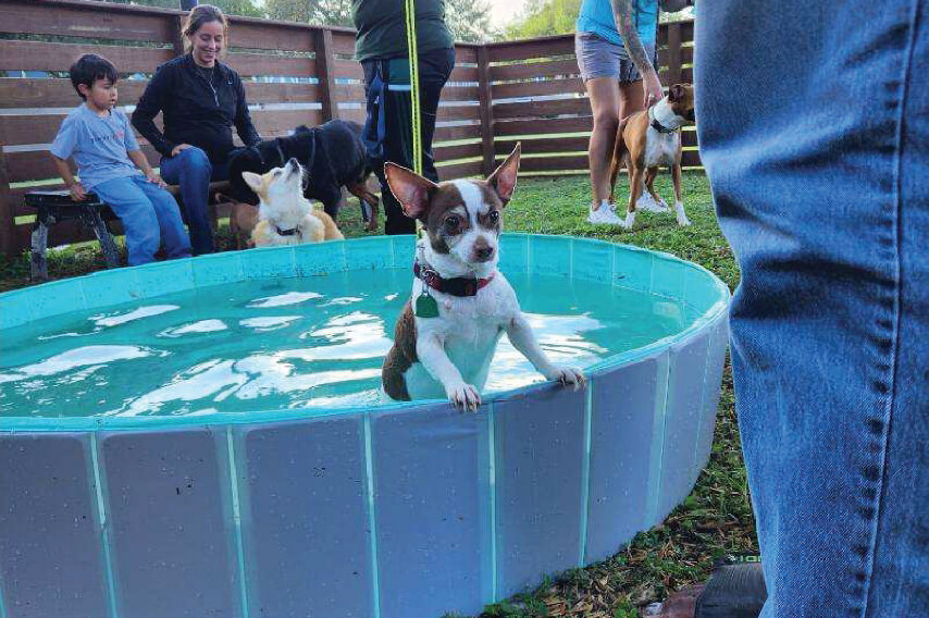 Dog playing in a small pool