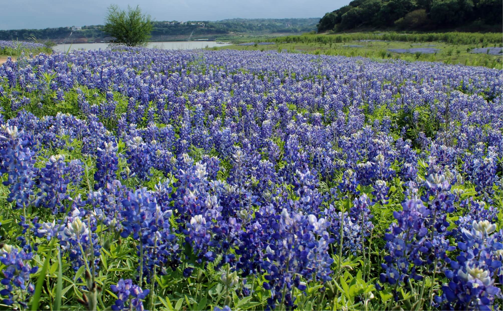 Texas landscape